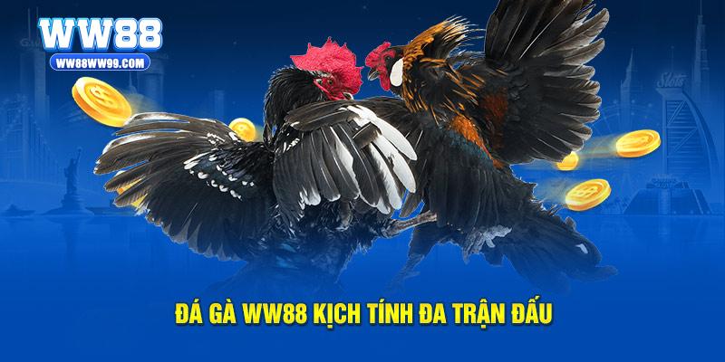 Đá gà WW88 kịch tính đa trận đấu